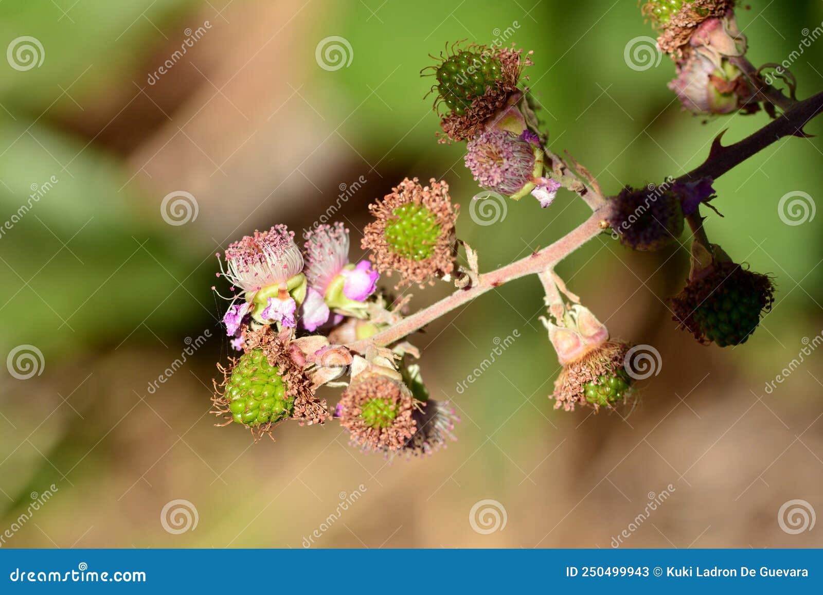 blackberries, rubus ulmifolius, at different points of ripeness