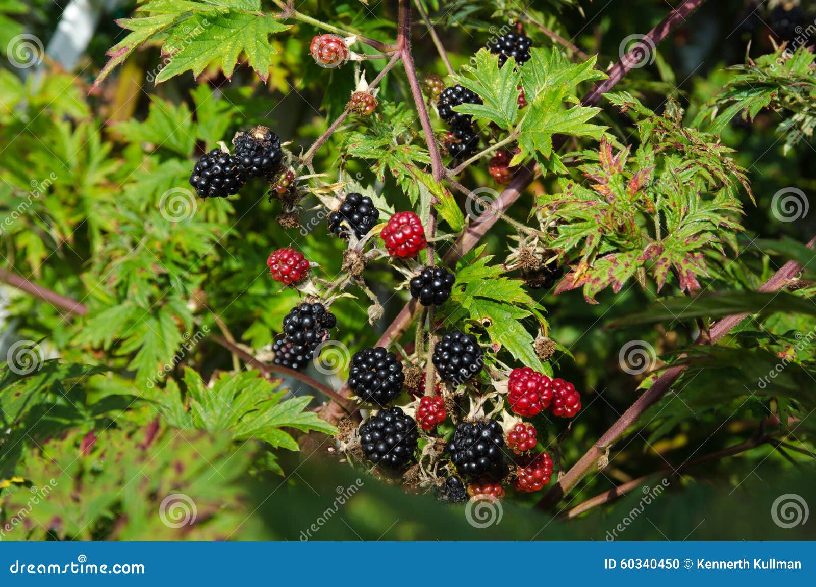 Blackberries to harvest stock photo. Image of food, cultivation 60340450