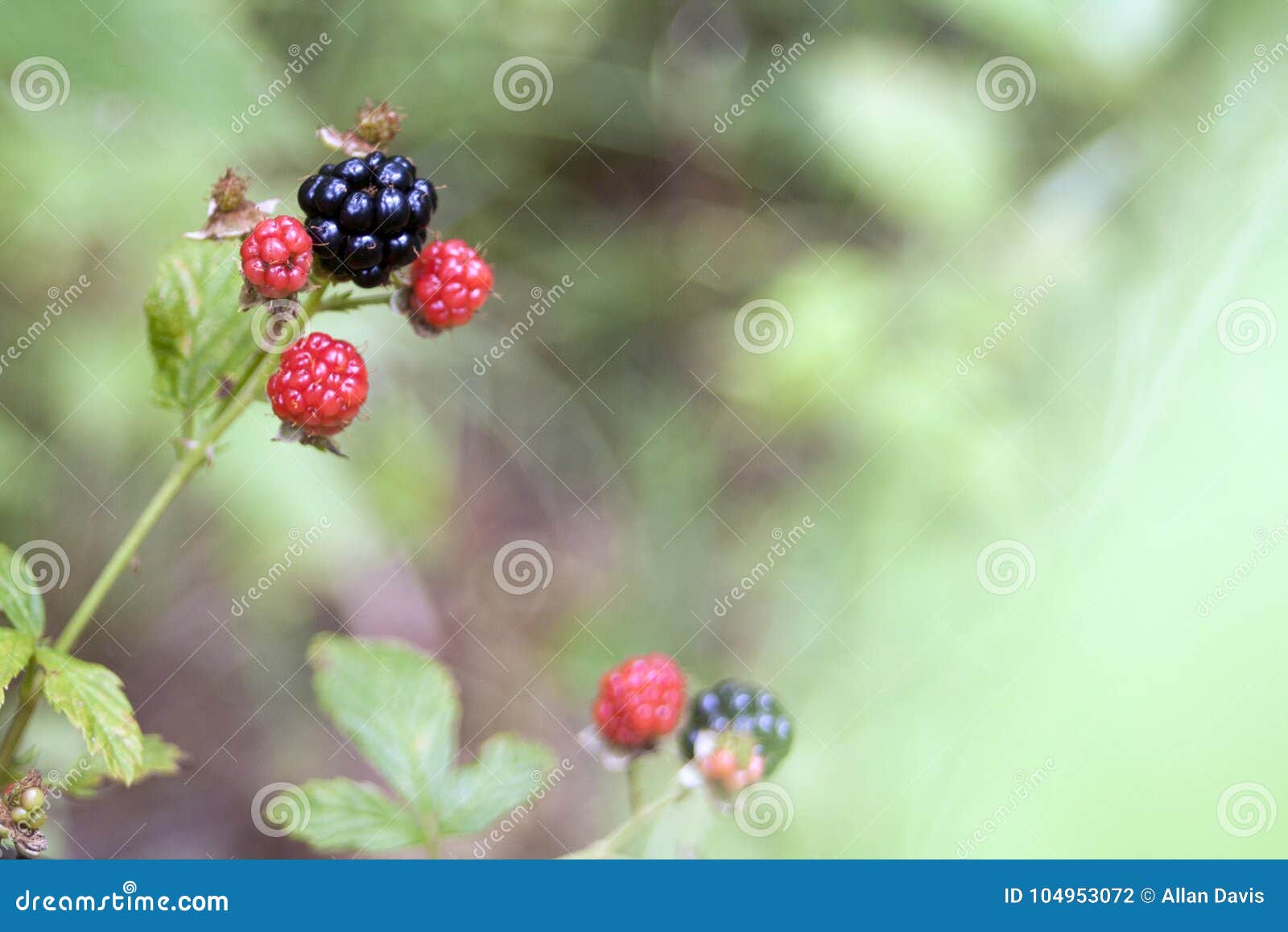 Blackberries in the Wild stock photo. Image of blackberries 104953072