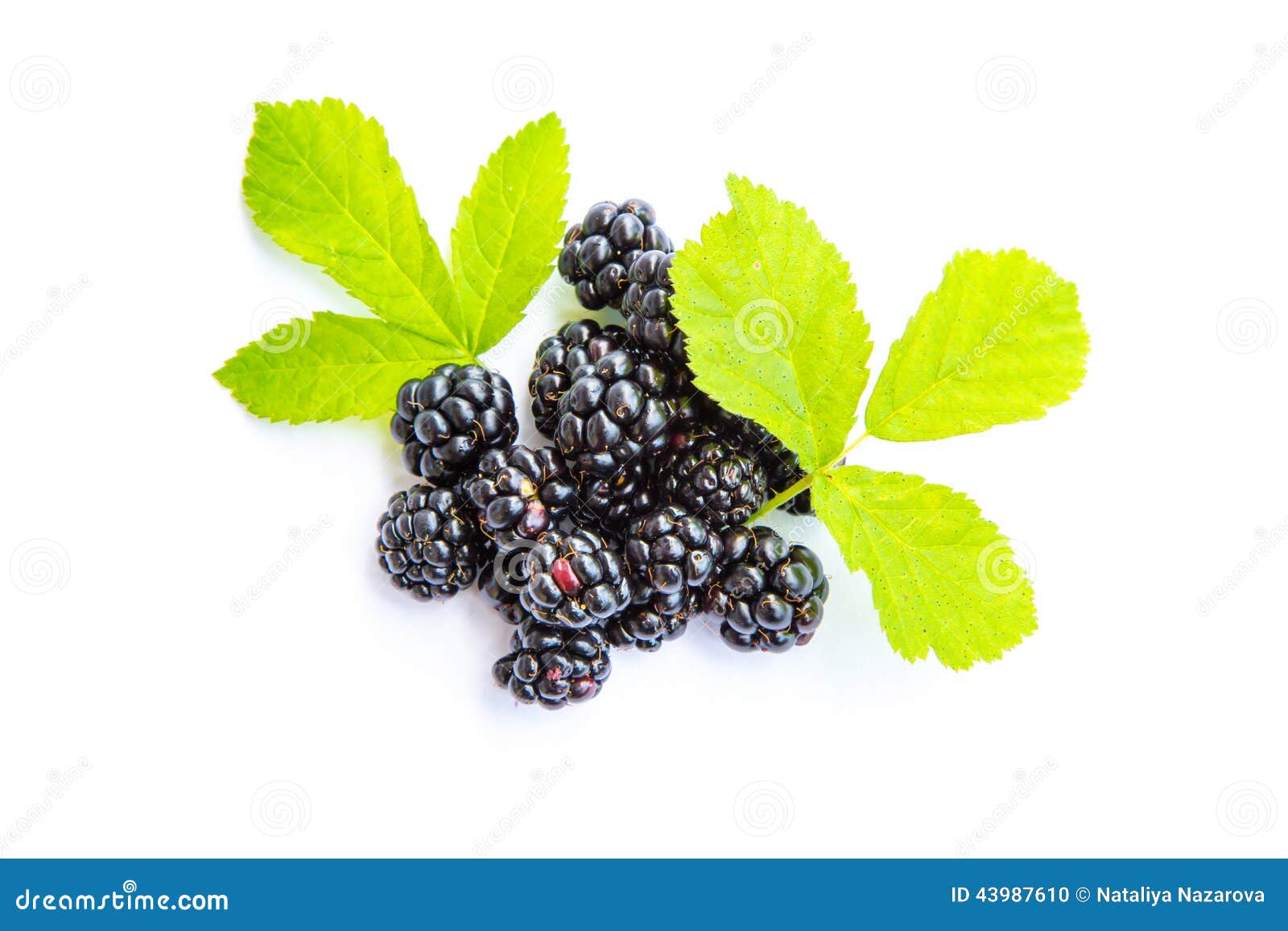Blackberries stock photo. Image of bright, black, culinary 43987610