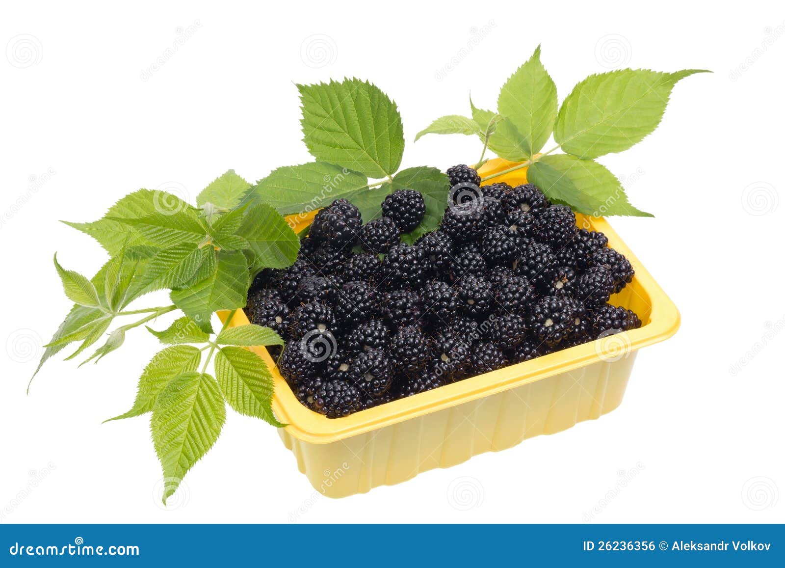 Blackberries in a Yellow Plastic Container Stock Photo Image of