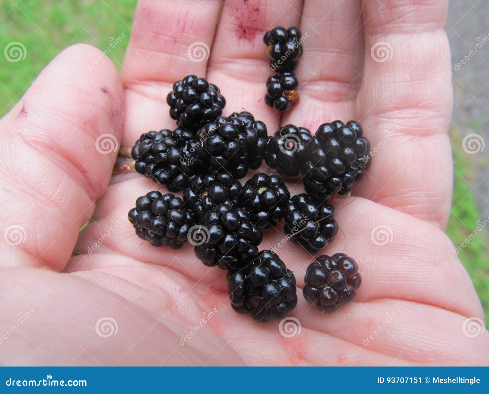 Blackberries stock image. Image of juice, blackberries 93707151