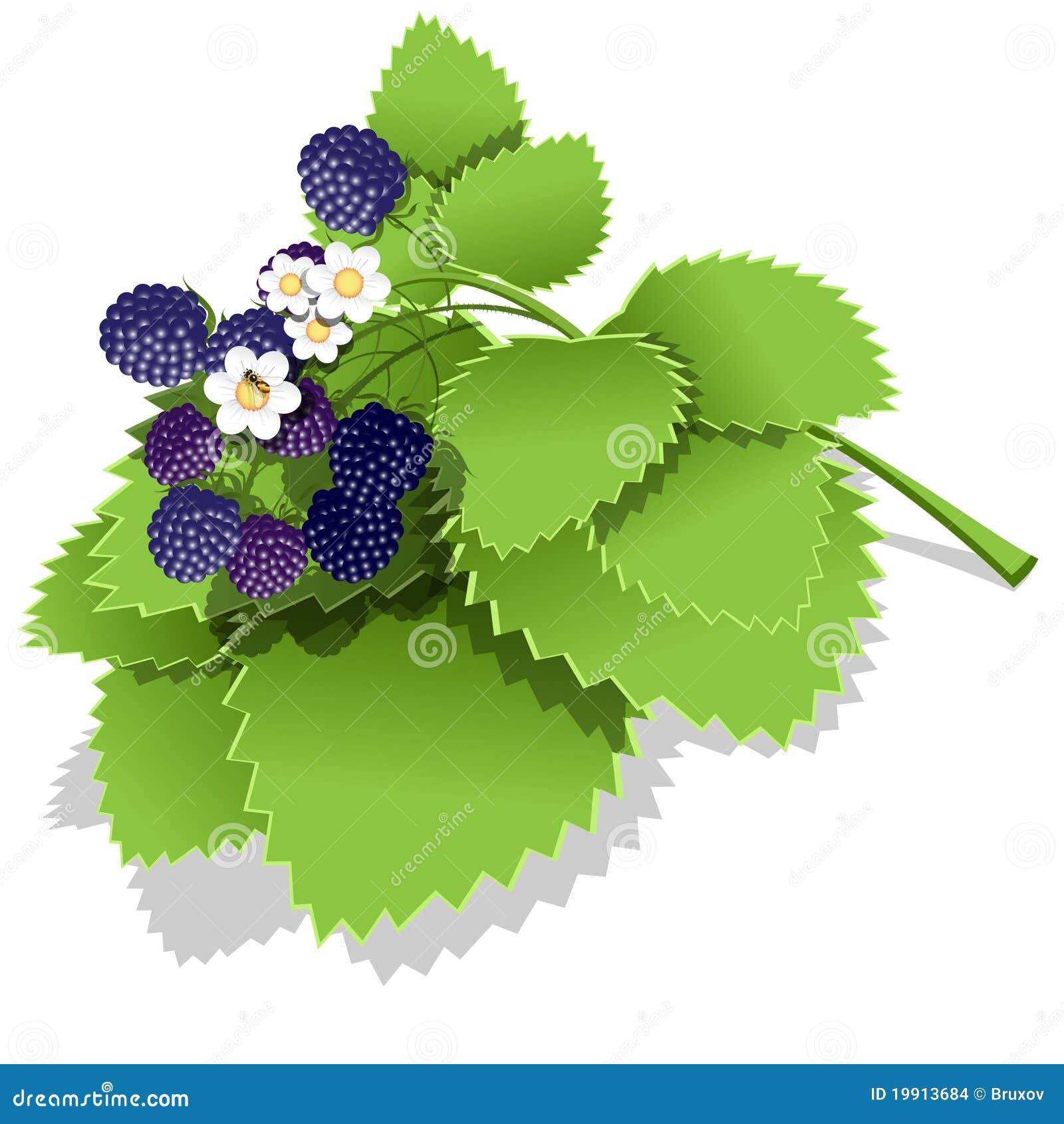 Blackberry stock vector. Illustration of garden, sheet 19913684
