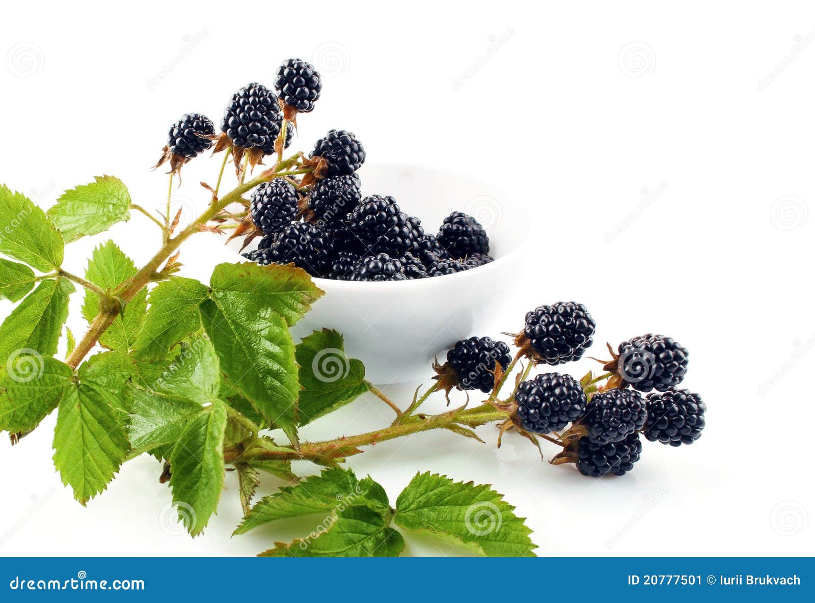 Up Of Blackberries On Branch Blackberry Berries On Branch With Green Leaves Stock Image