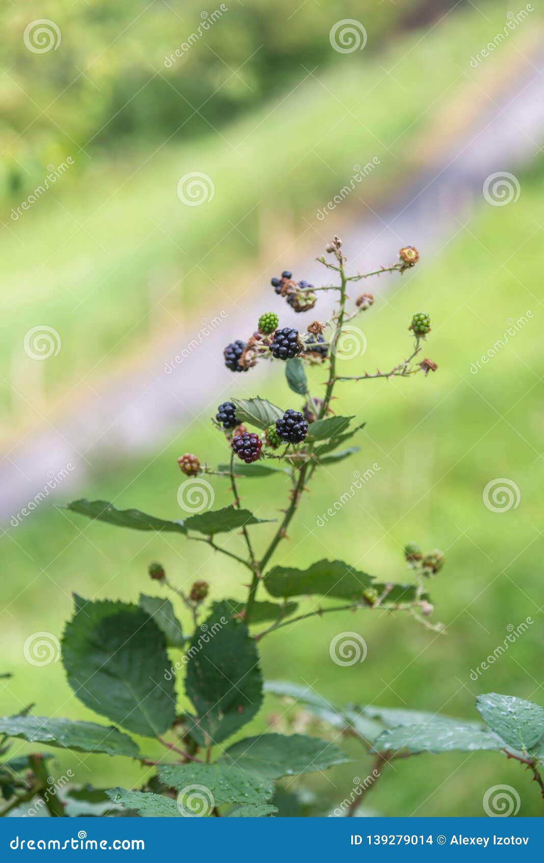 blackberry berries grow in the bush in the hirsch park in lucerne, switzerland