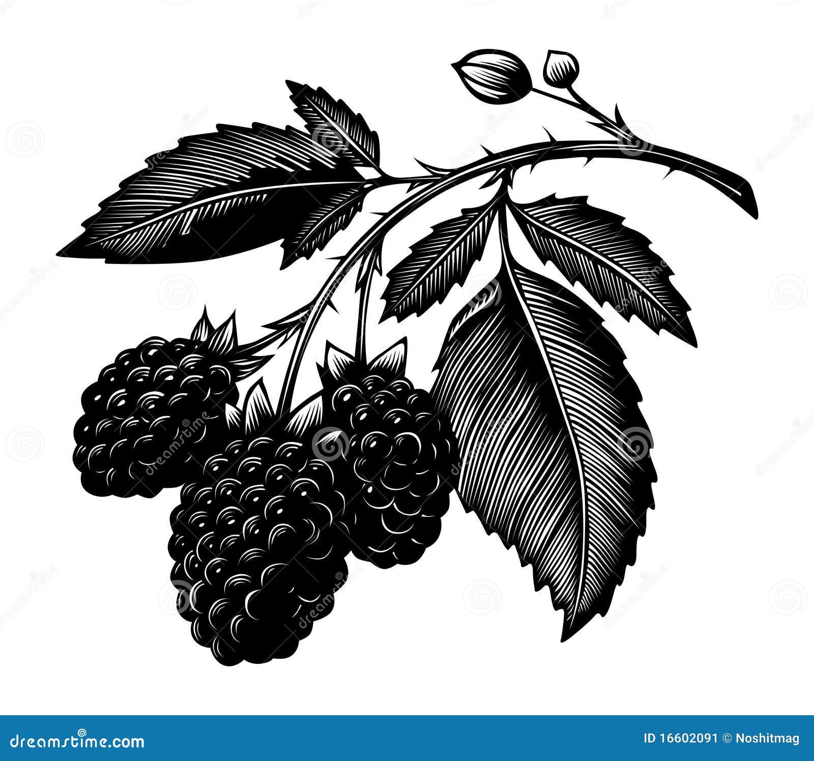 Blackberry branch stock vector. Illustration of isolated 16602091