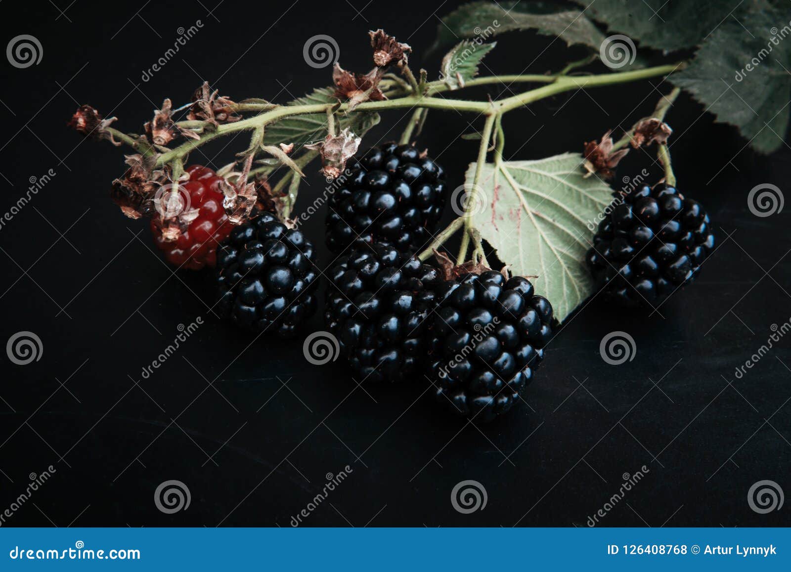 Blackberry on Black Background Stock Photo Image of sweet, unripe