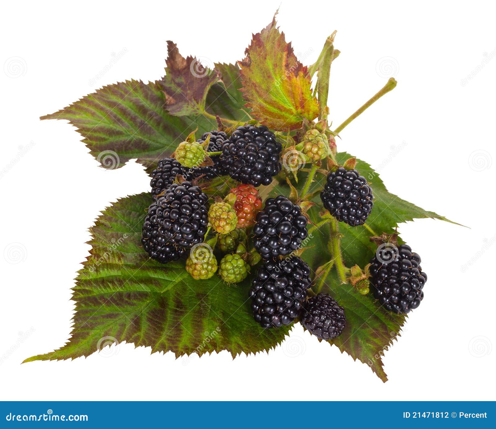 Blackberry Branches on Leaves Stock Photo Image of color, healthy