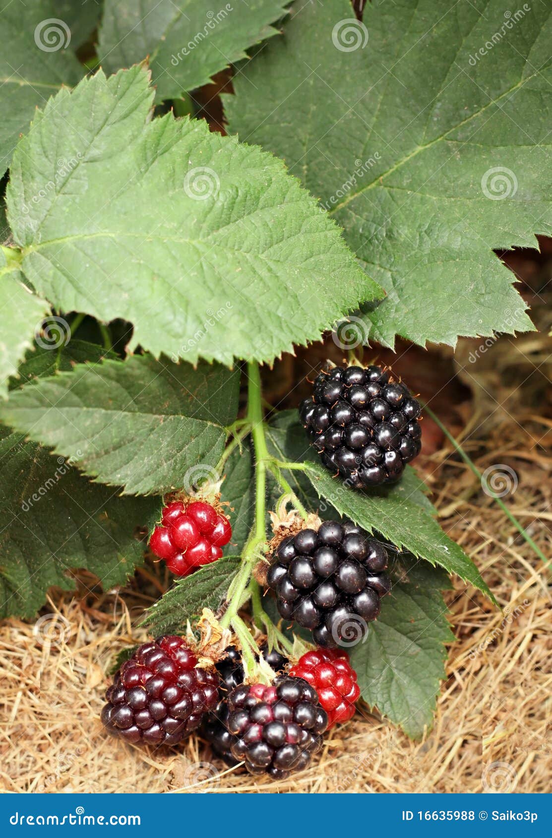 Blackberry bunch stock photo. Image of lifestyle, garden 16635988