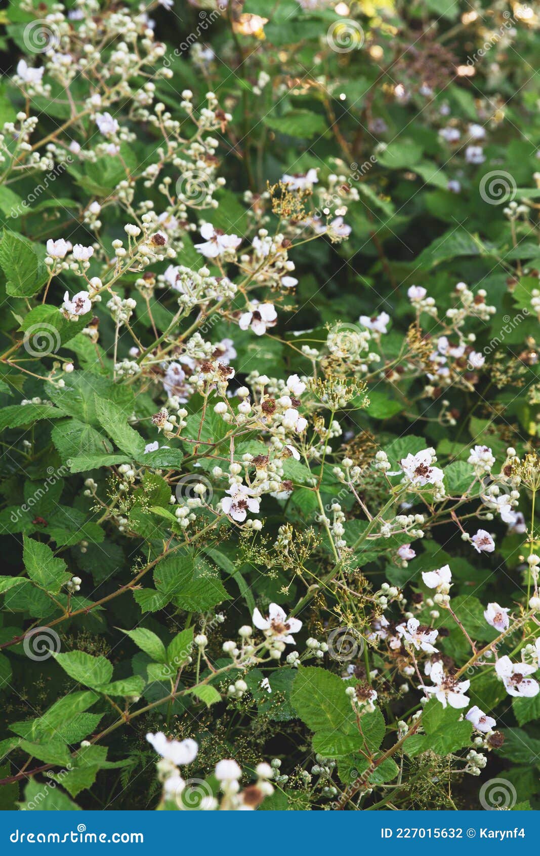Blackberry Bush in Bloom in the Wild Stock Photo Image of leaves