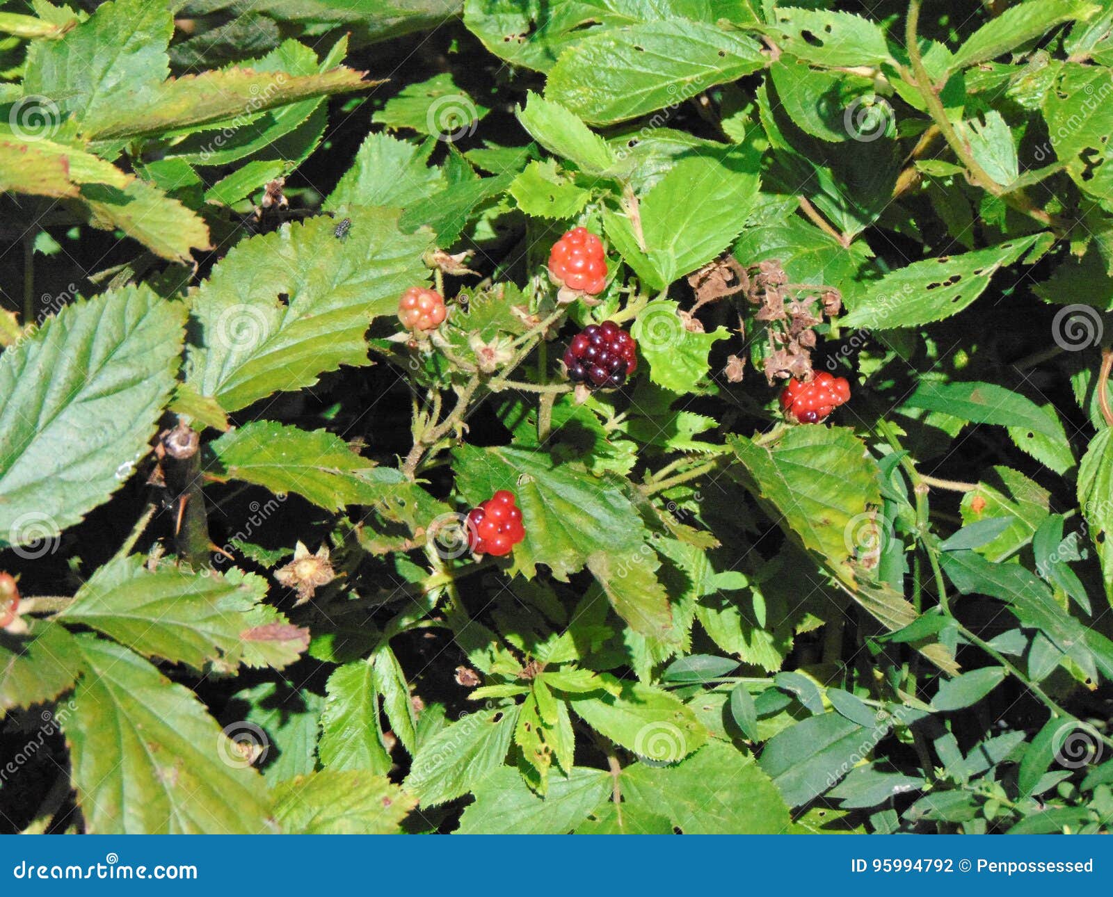 Blackberry Bush stock photo. Image of black, fruit, berry 95994792