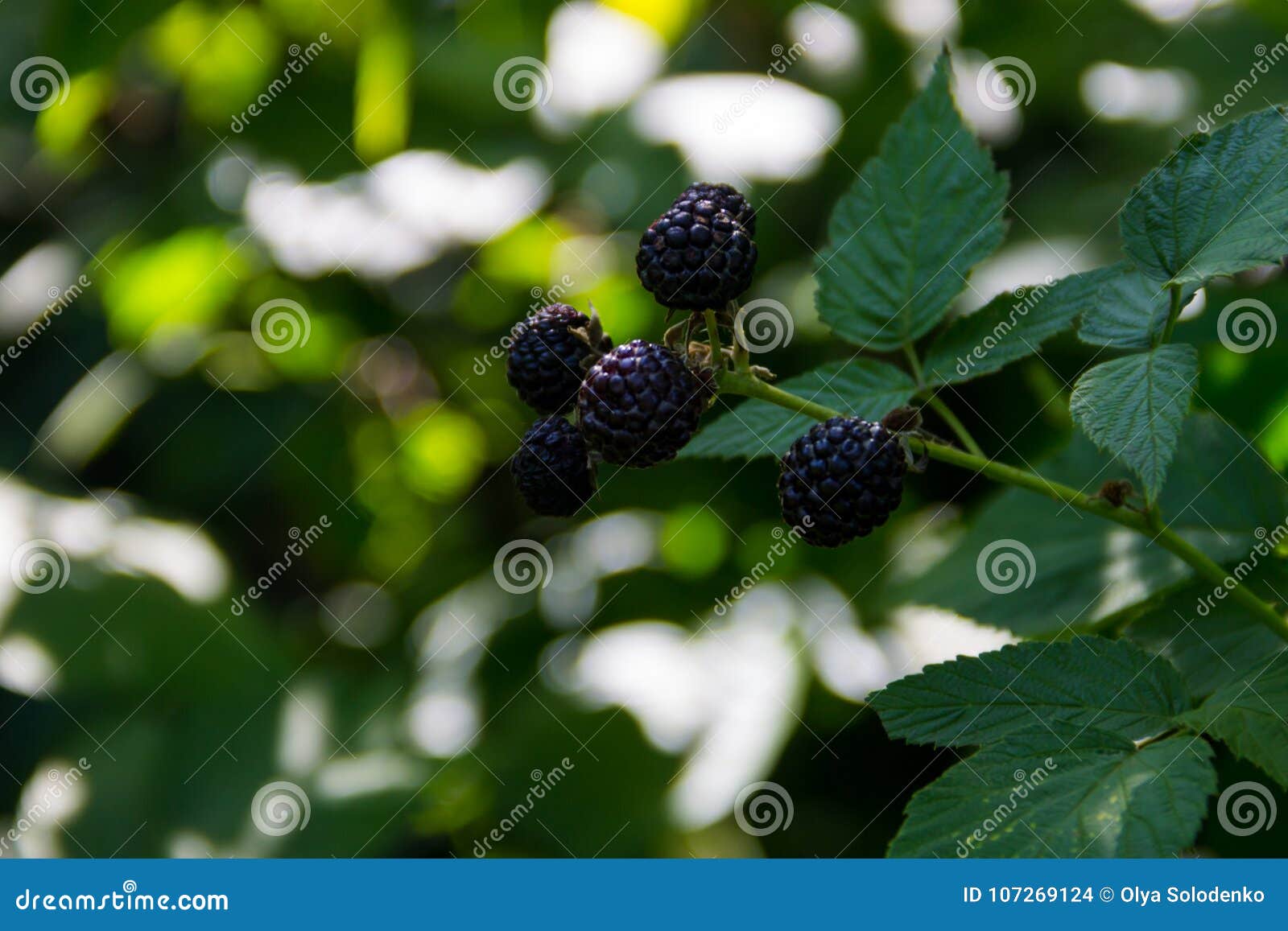 Blackberry on the Bush in Garden Stock Photo Image of group, dewberry