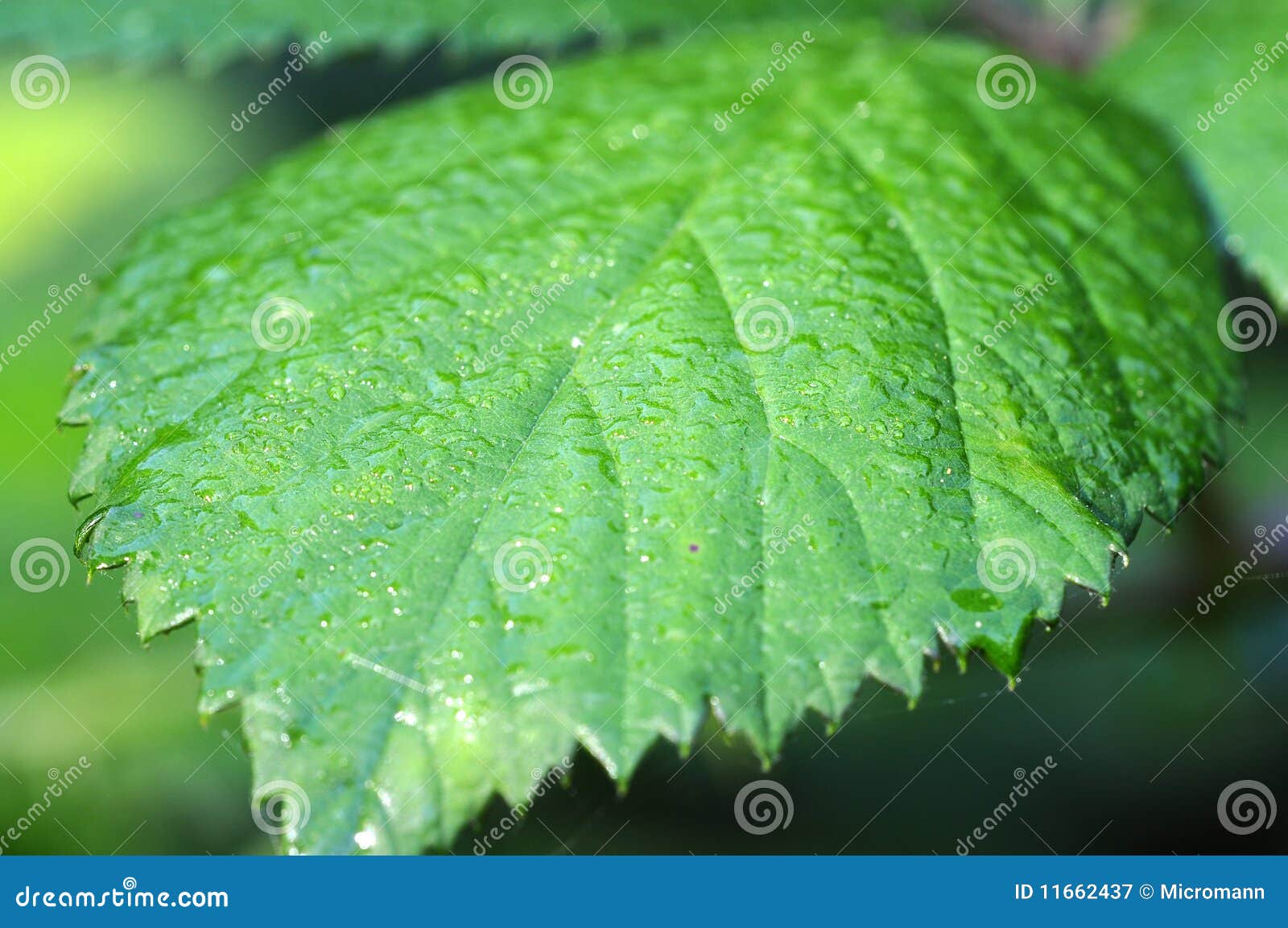 Blackberry bush leaf stock image. Image of rubus, dewdrops 11662437