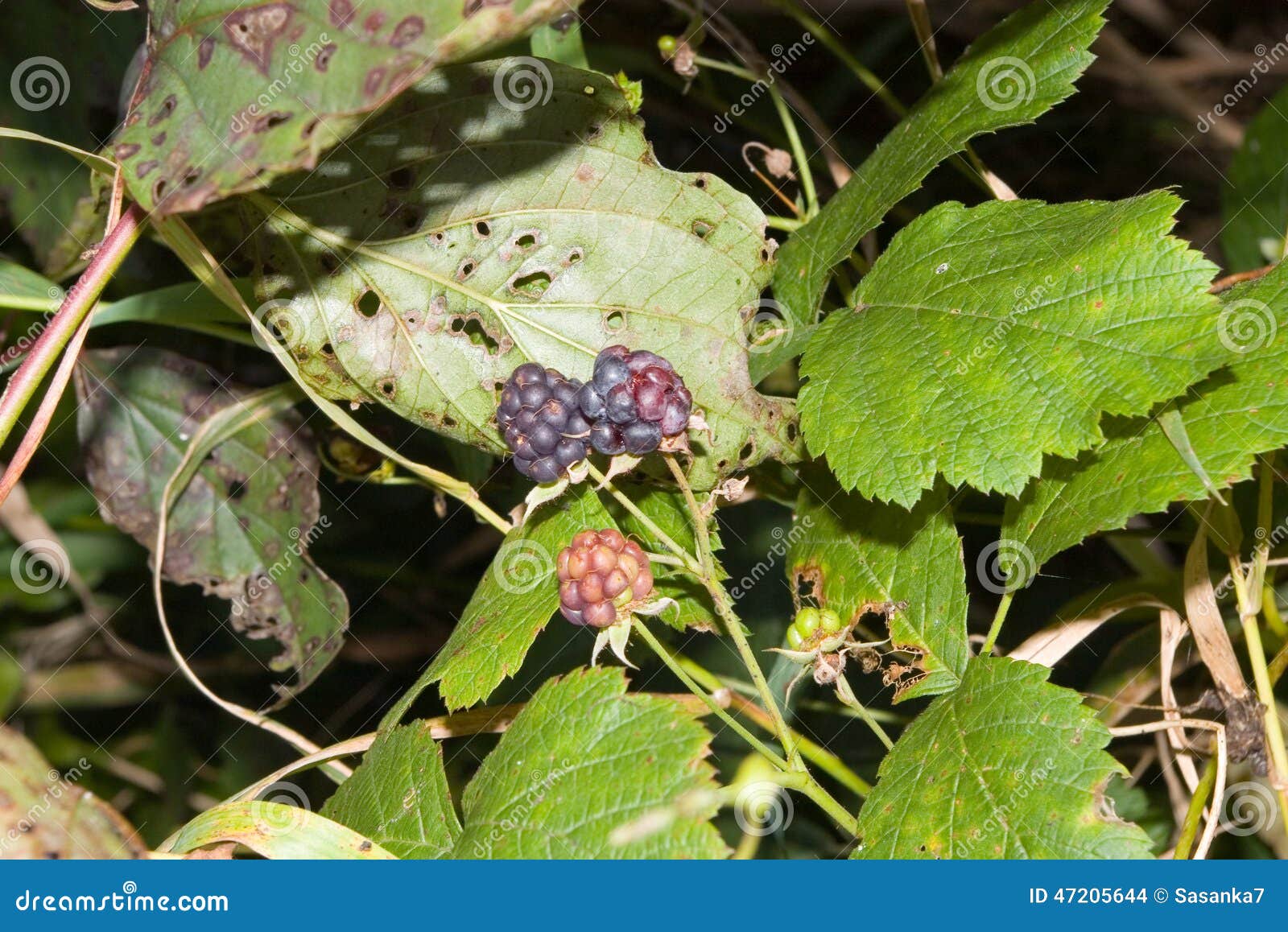 Blackberry bush stock photo. Image of sweet, summer, edible 47205644