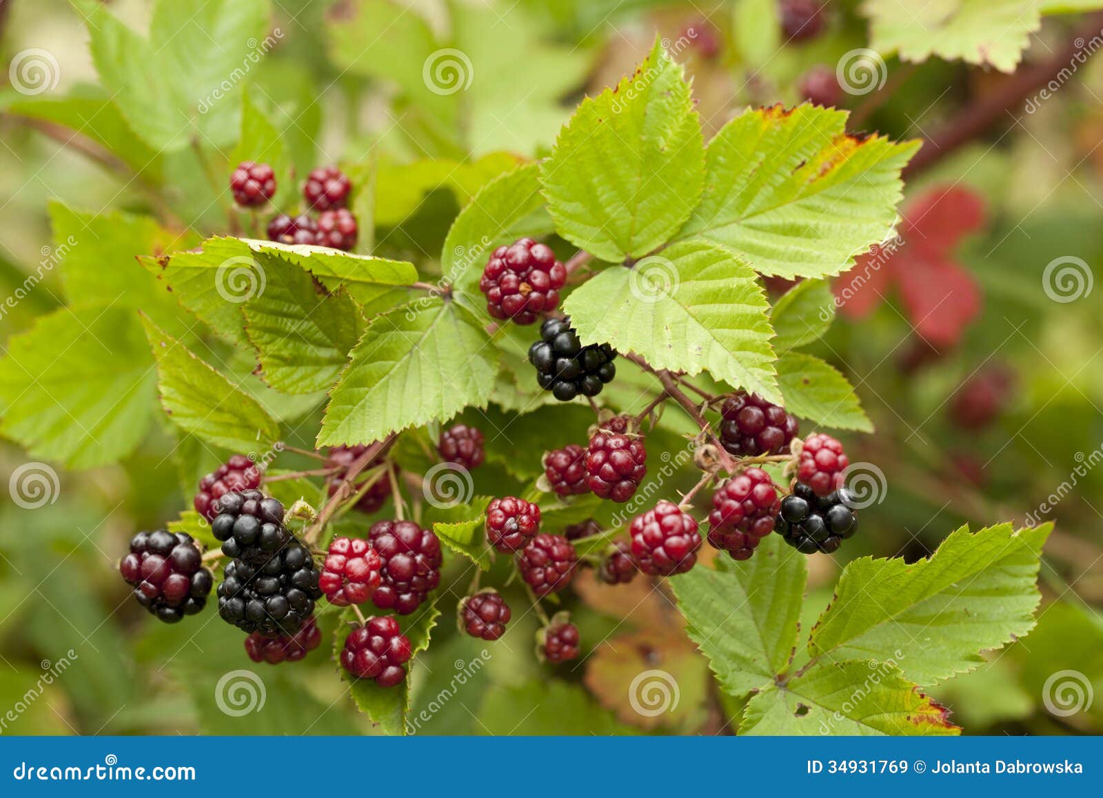 Illustration Of Rubus Fruticosus (blackberry, Brambleberry), Fruit