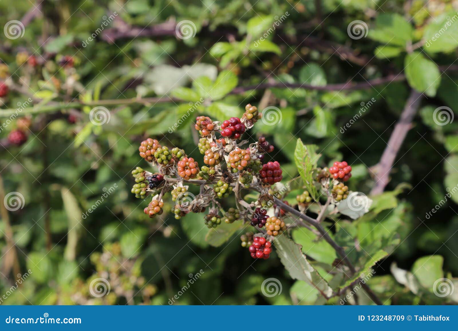 Blackberry bush in UK stock image. Image of ripe, garden 123248709
