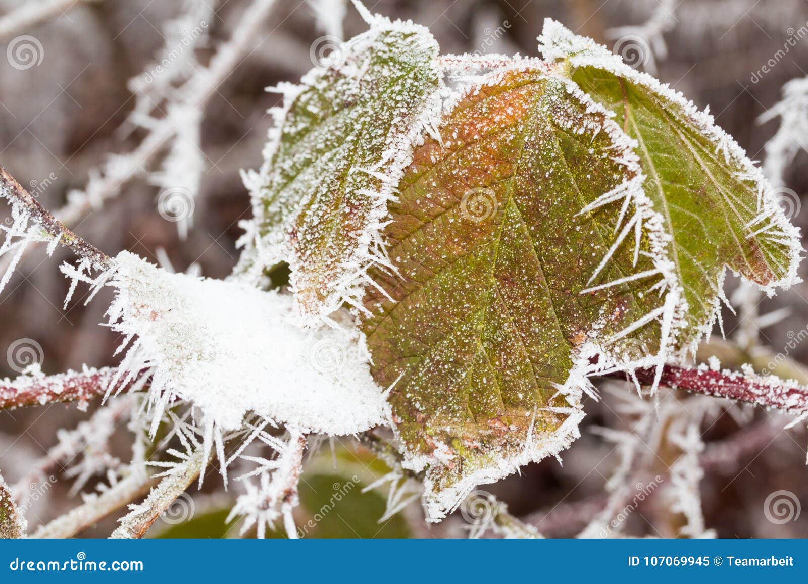 Blackberry bush in winter stock image. Image of bush 107069945