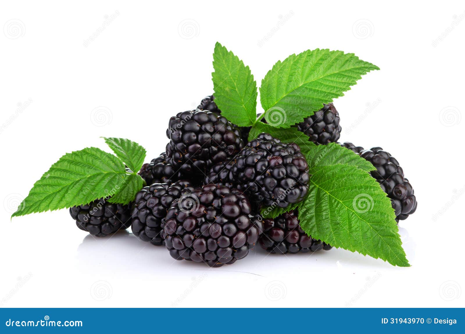 Blackberry Dat Op Wit Wordt Geïsoleerd Stock Foto Image of