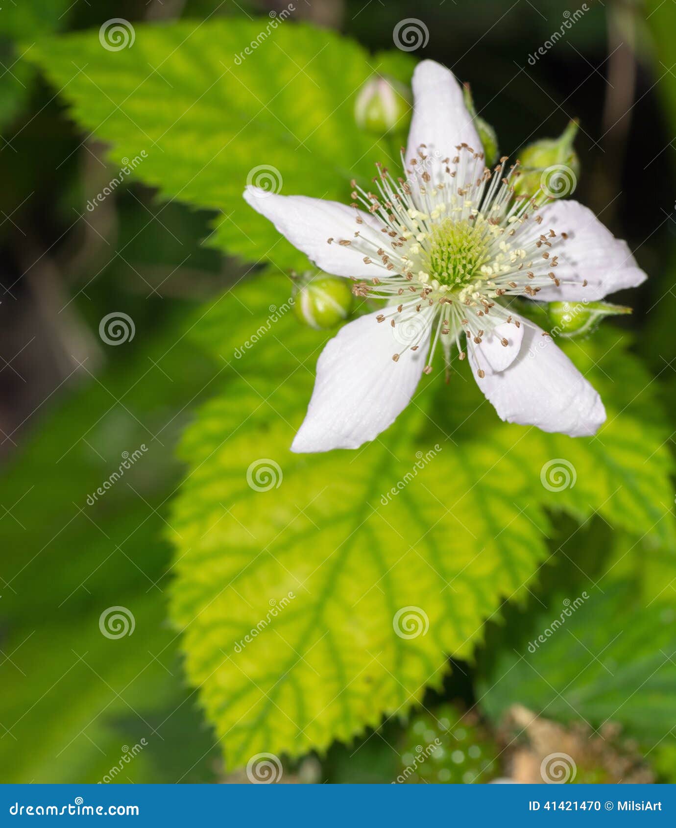 Blackberry Flower stock photo. Image of green, buds, nature 41421470