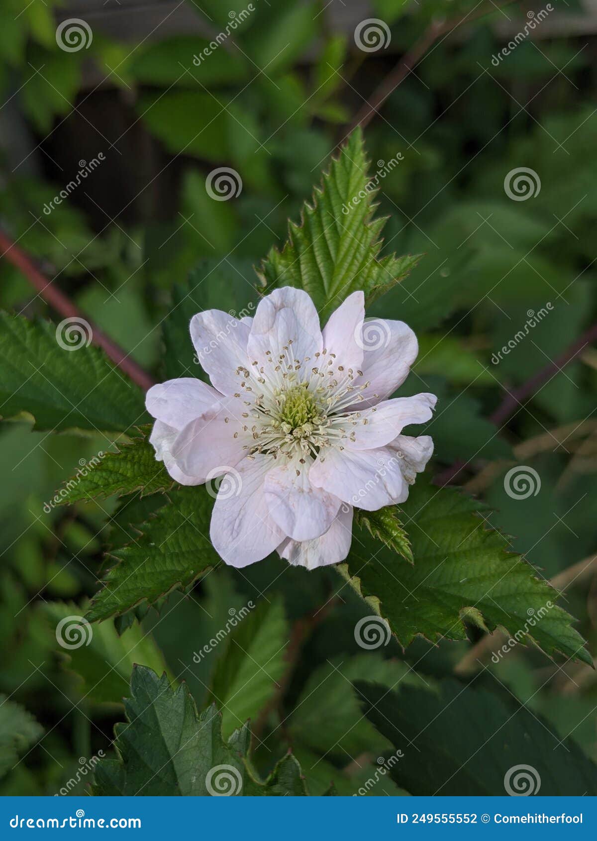 Blackberry Flower in Full Bloom Off White Flower Blackberry Bush Stock