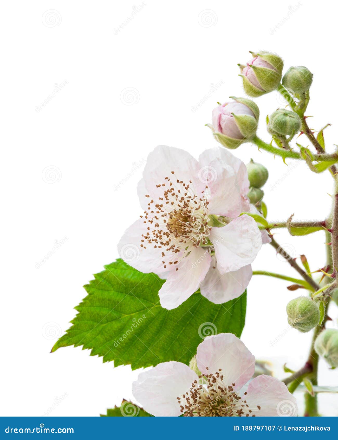 Blackberry Flower with Leaves Isolated on White Stock Image Image of blossom, blackberry