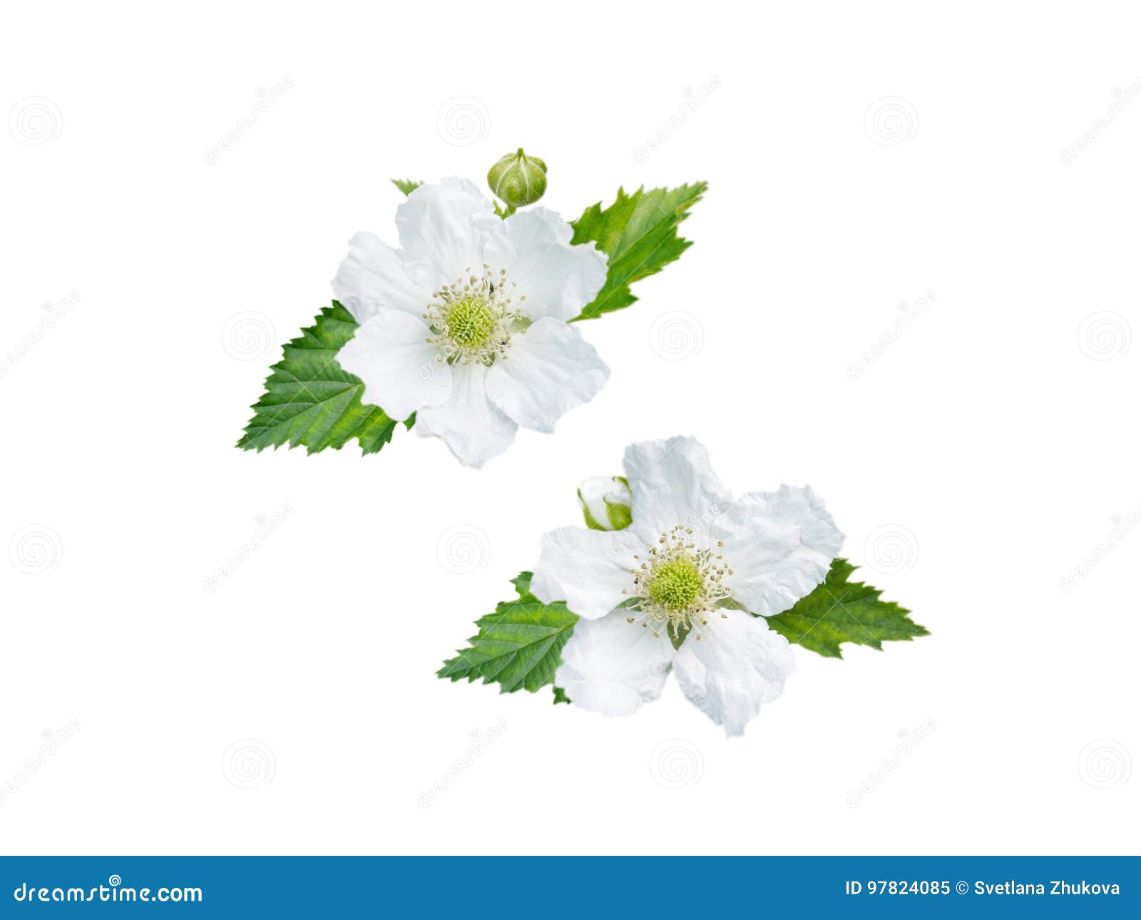 Blackberry Flowers, Buds and Leaves Stock Image Image of leaves