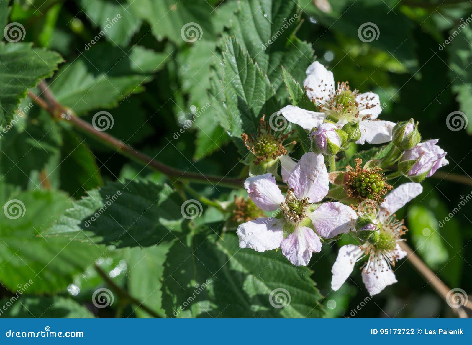 Blackberry Flowers stock photo. Image of flower, leaves 95172722