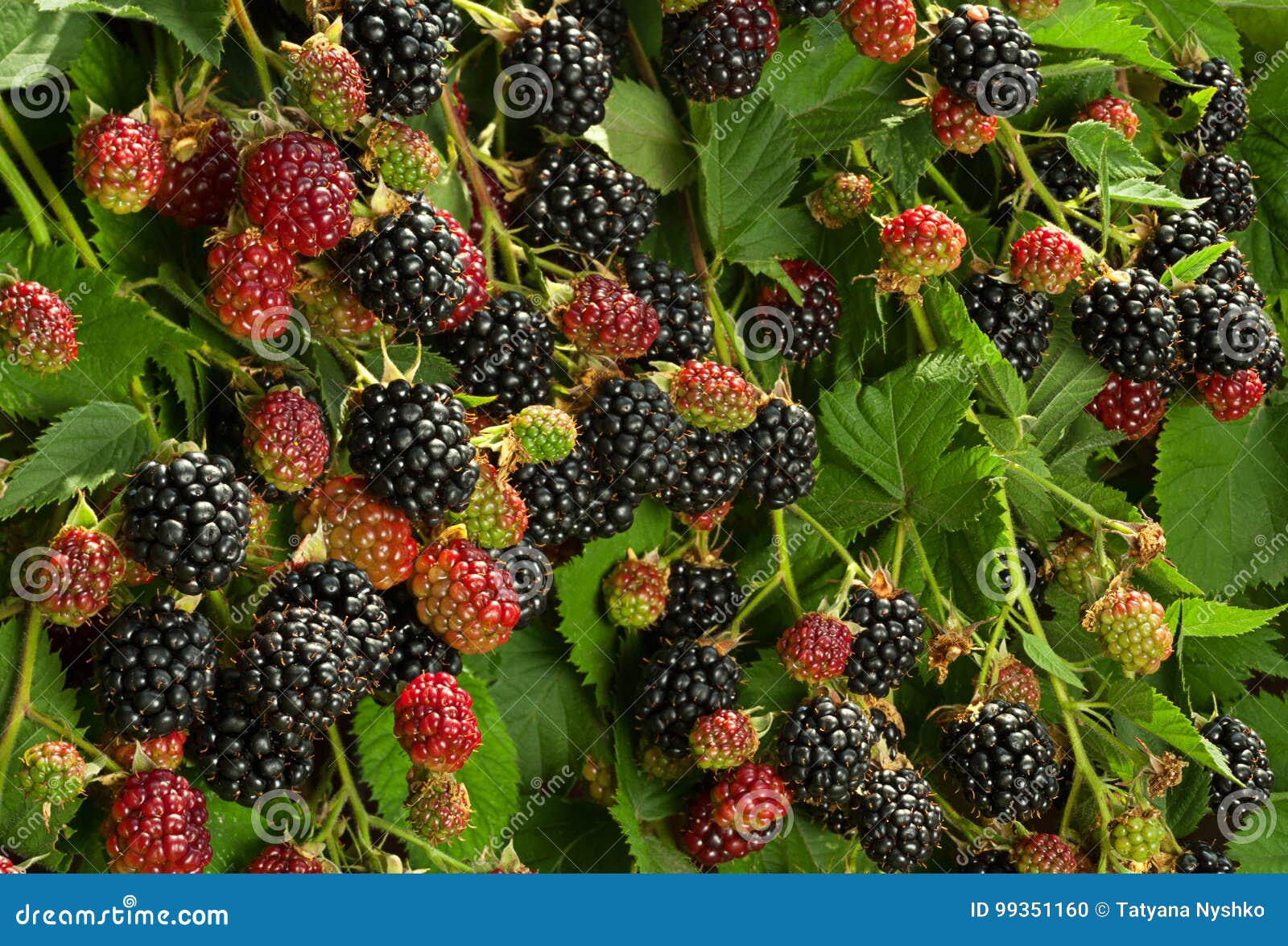 Blackberry fruit in garden stock photo. Image of garden 99351160
