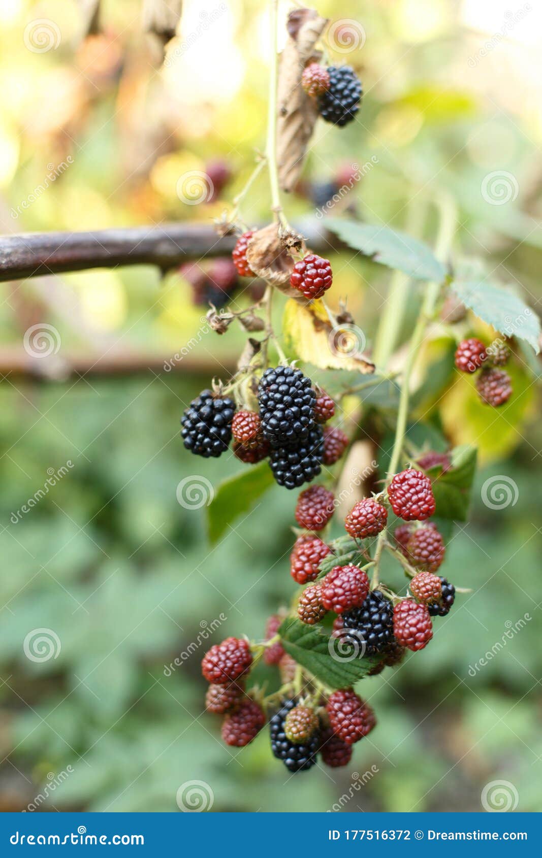 Blackberry Fruit Growing on Branch Stock Photo Image of blackberry