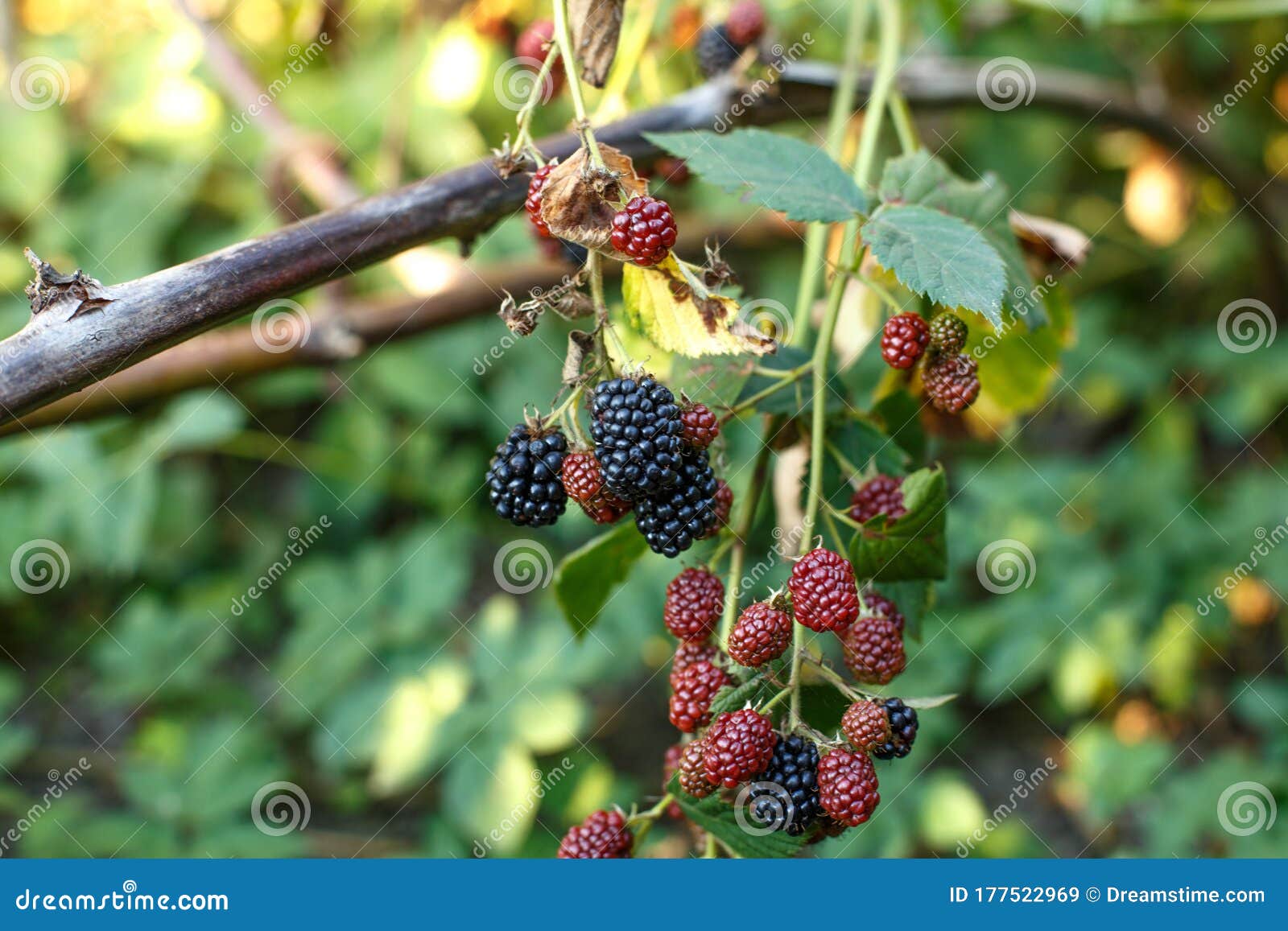 Blackberry Fruit Growing on Branch Stock Image Image of dark