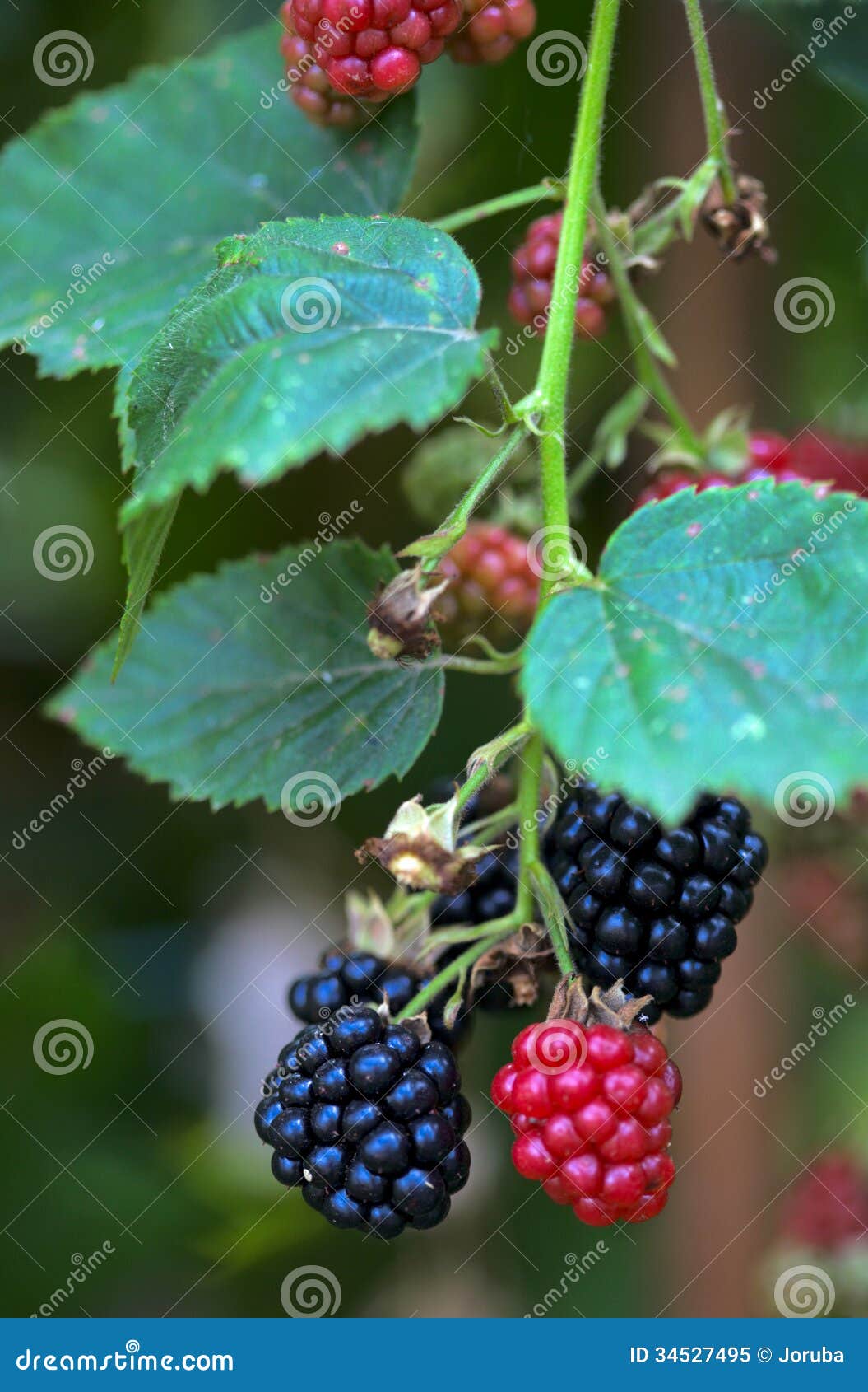 Blackberry fruit stock image. Image of green, ripe, macro 34527495