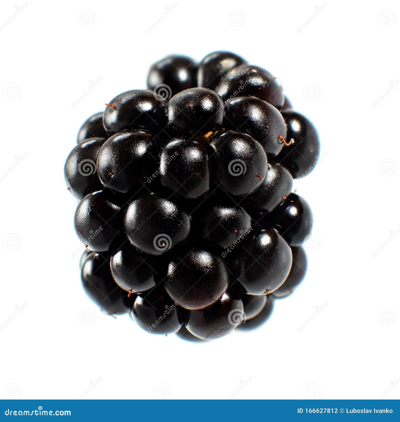 Blackberry Fruit Isolated on White Background Stock Photo - Image of ...