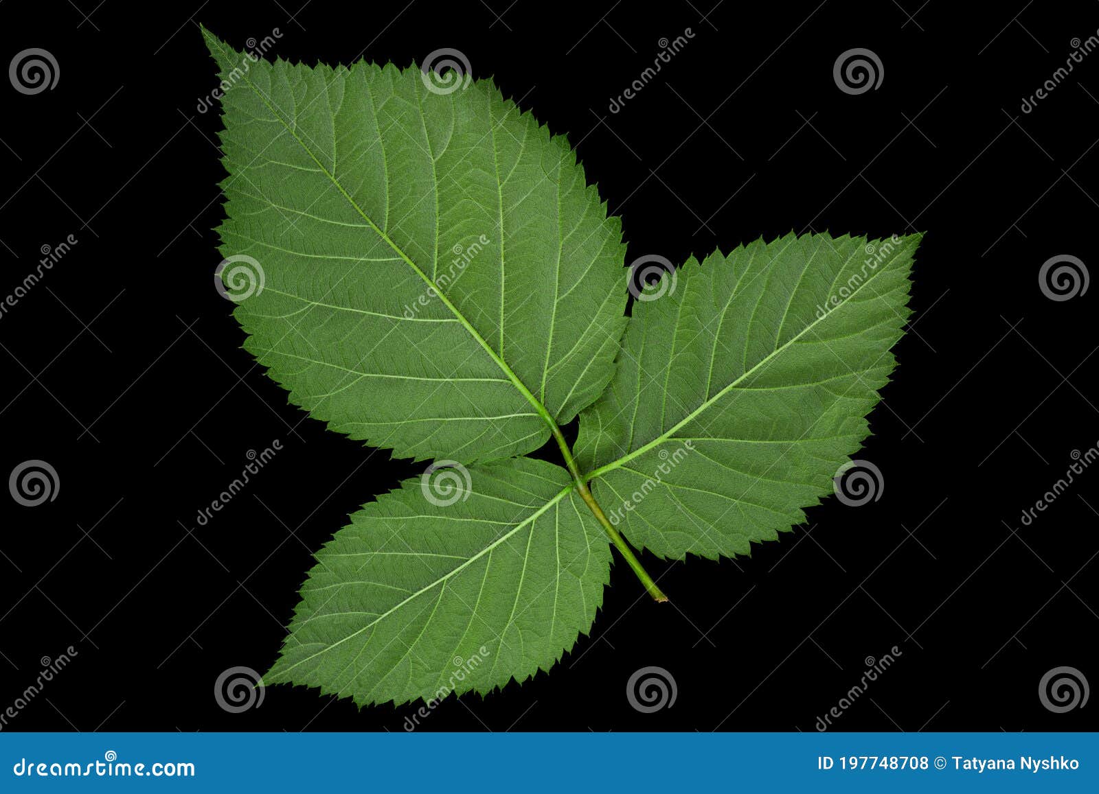 Blackberry Fruit Leaf Closeup Stock Photo Image of leaf, blackberry 197748708