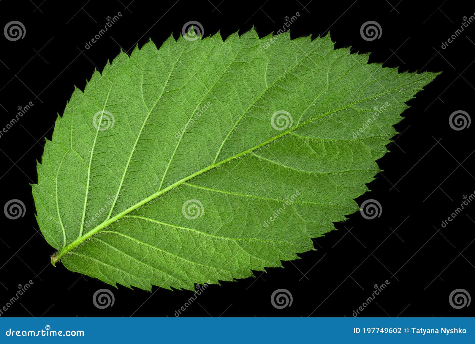Blackberry Fruit Leaf Closeup Stock Photo Image of black, botanical 197749602