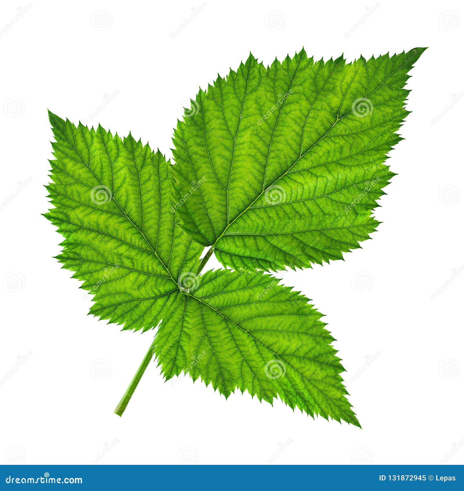 Blackberry Fruit Leaf Closeup Stock Image Image of green, nature 131872945