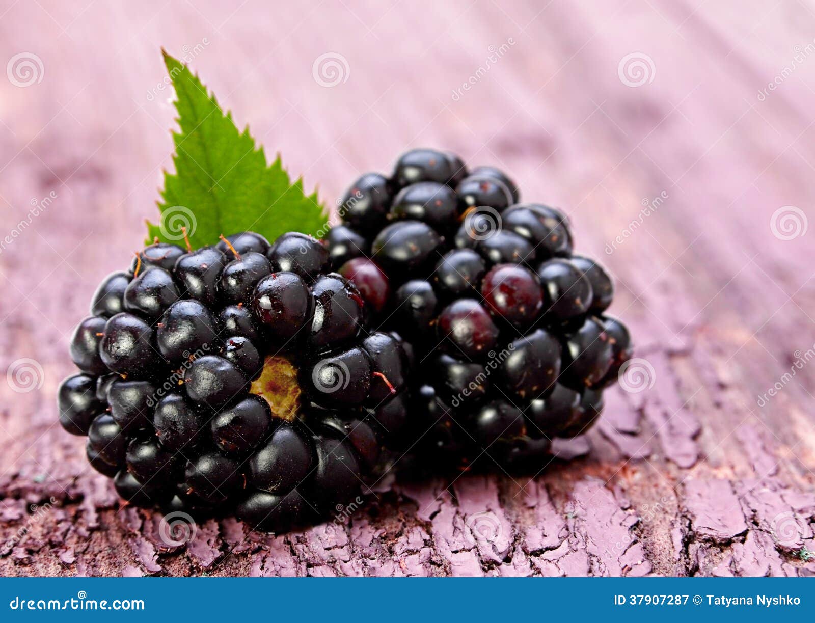 Blackberry fruit with leaf stock image. Image of studio 37907287