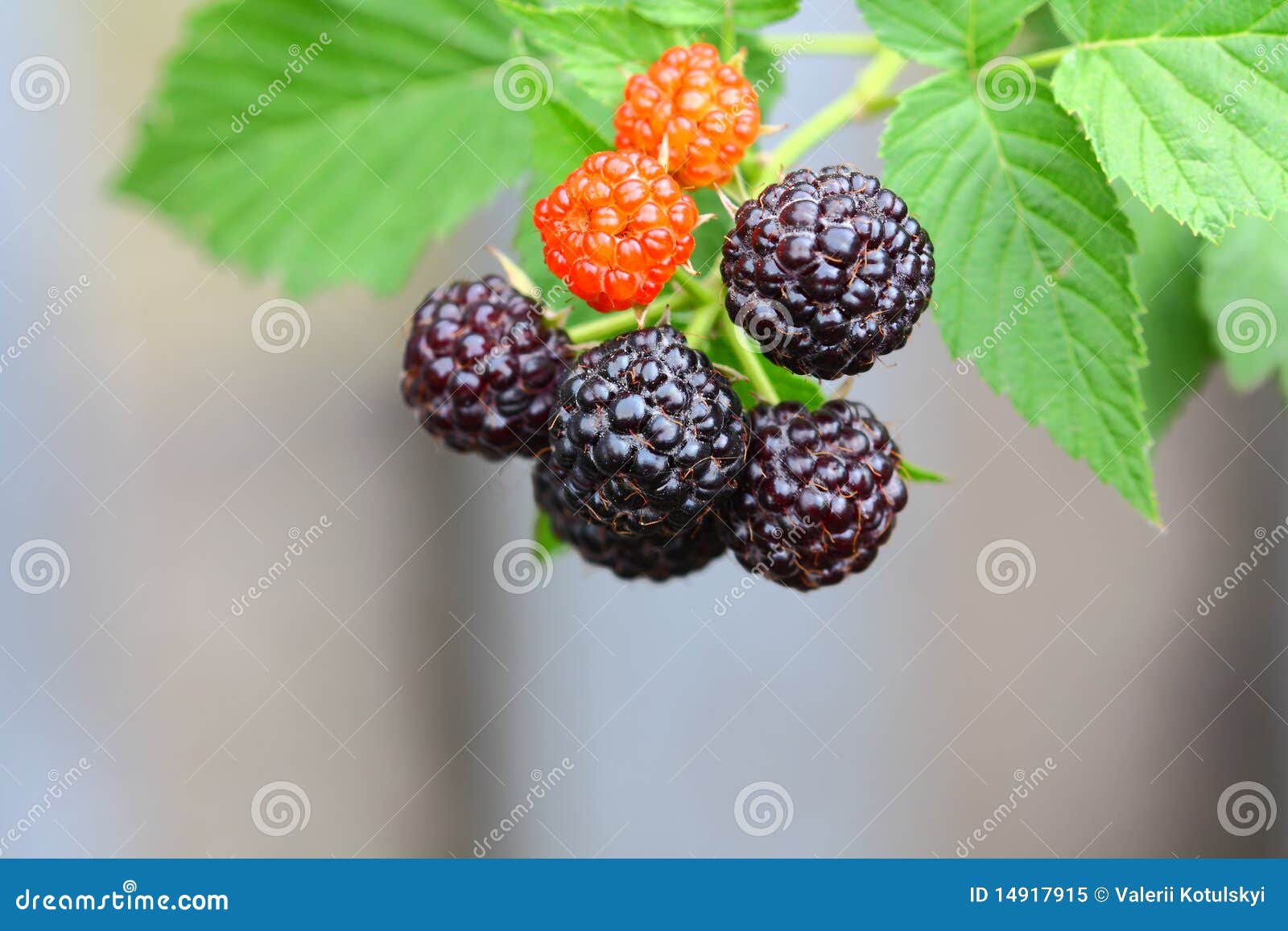 Blackberry fruits stock image. Image of color, organic 14917915