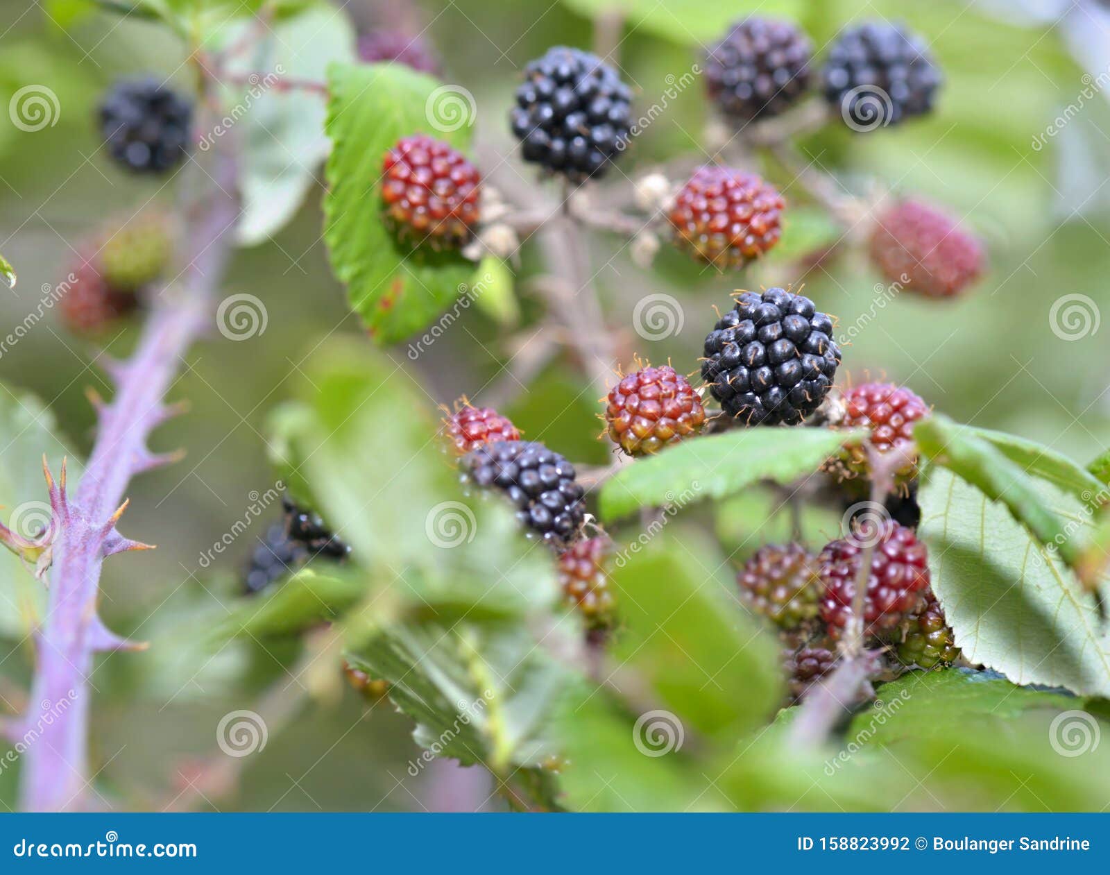 Blackberry Growing in the Bush in Leaf Stock Photo Image of closeup
