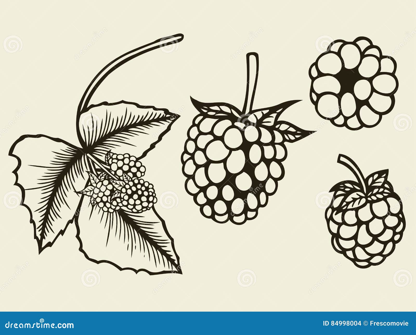 Blackberry Hand Drawn Sketch. Stock Vector - Illustration ...