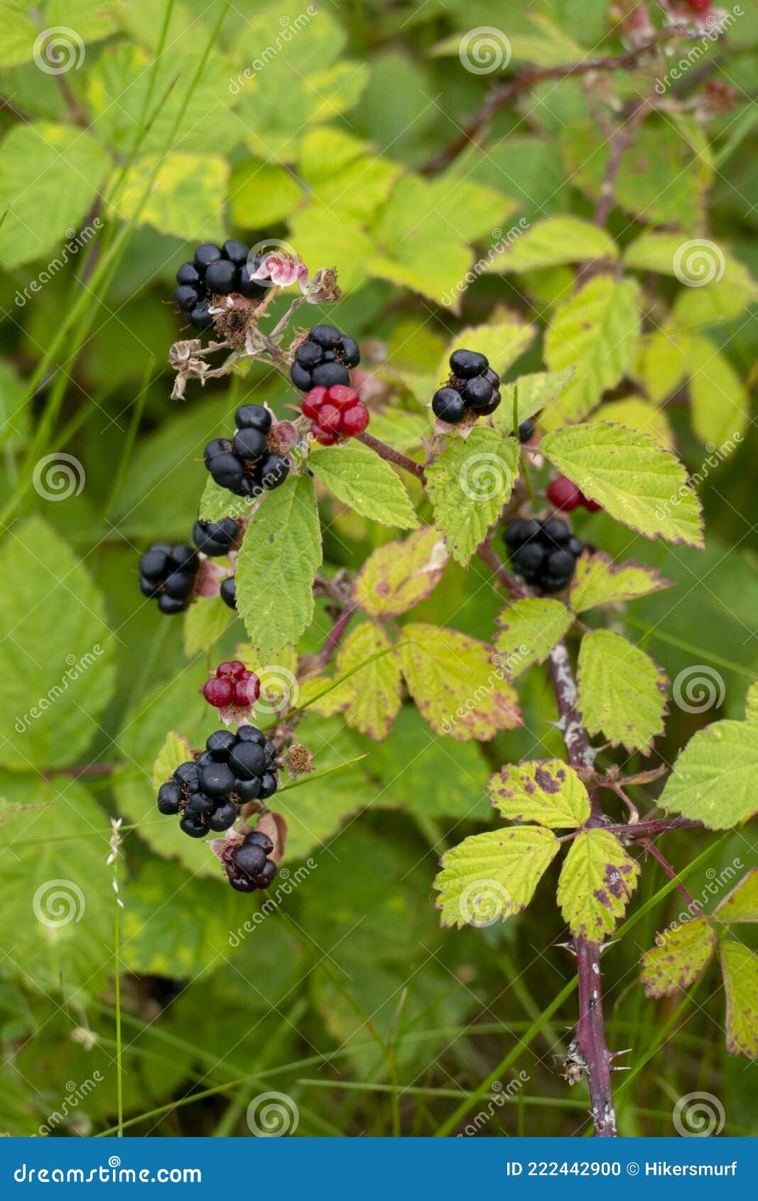 Blackberry Hedge with Red and Black Berries Stock Photo Image of