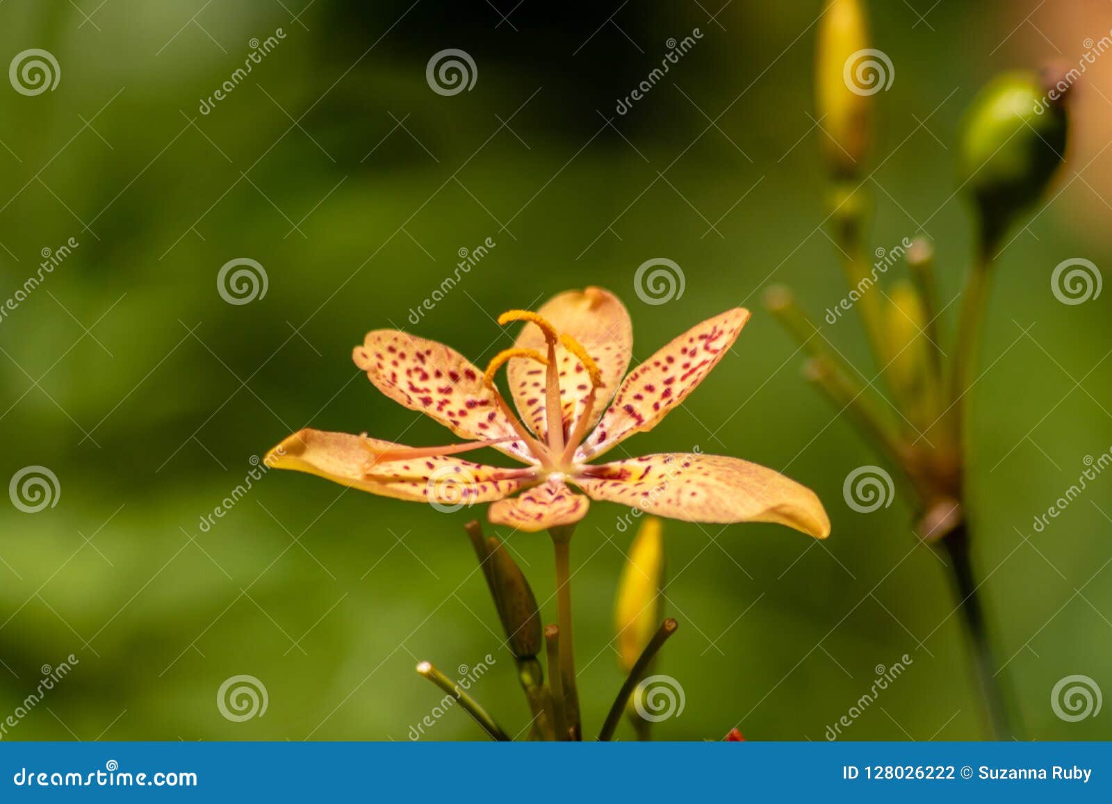 Blackberry iris stock photo. Image of flowers, botany - 128026222