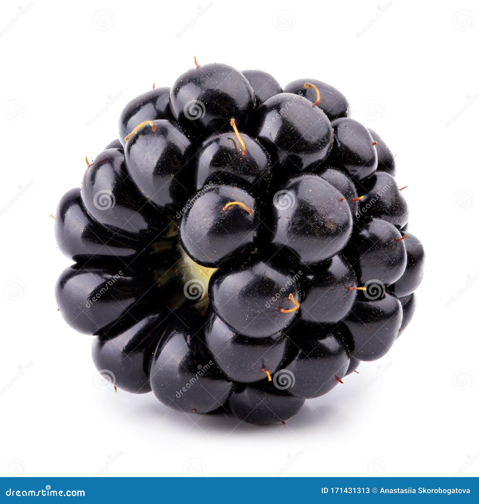 Blackberry Isolated on White Background Stock Image - Image of single ...