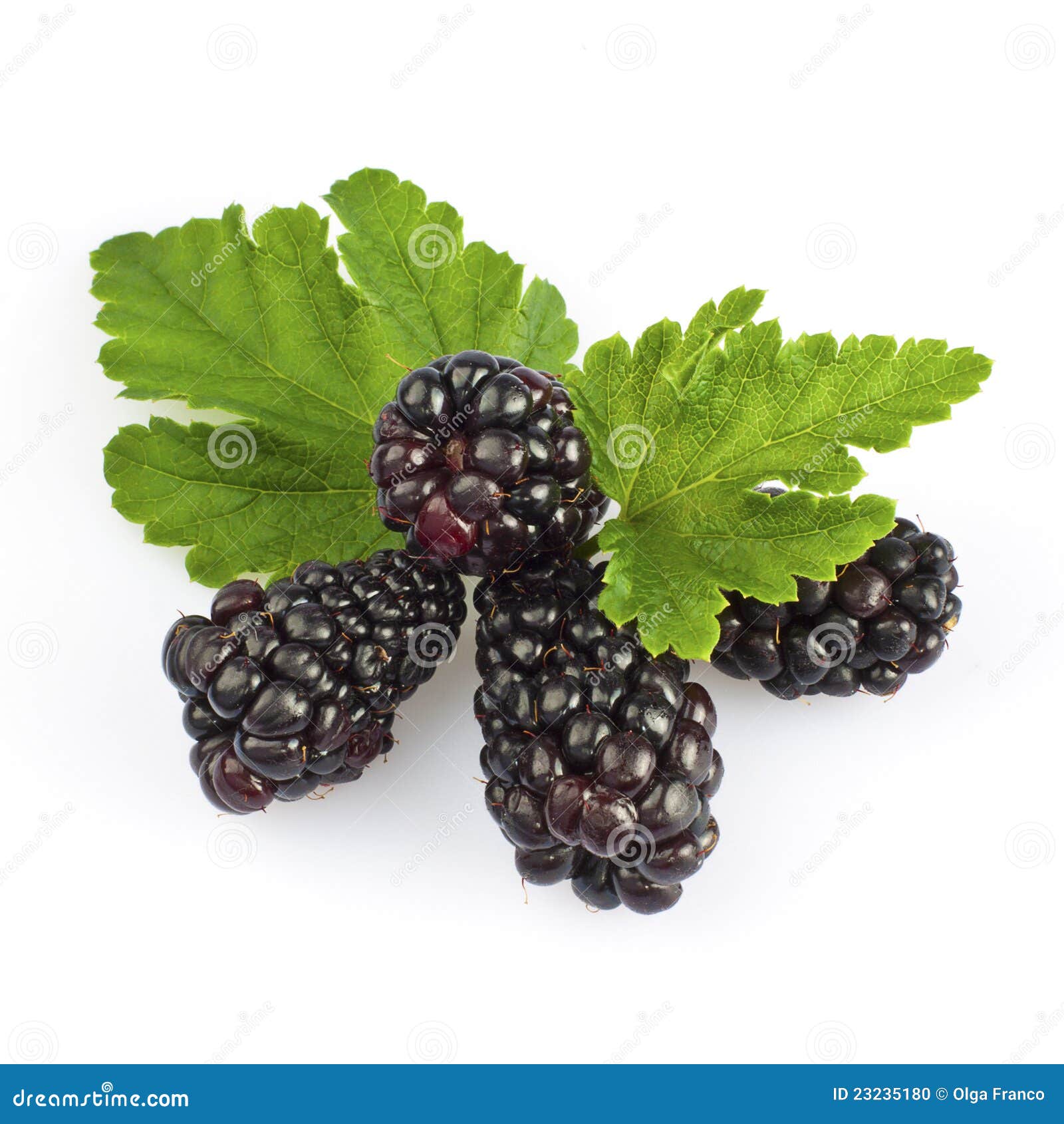 Blackberry and leaf stock photo. Image of black, leaves 23235180