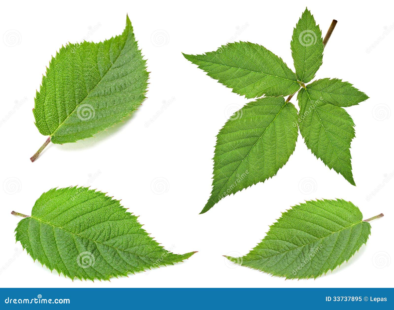 Blackberry leaf set stock image. Image of herbal, object 33737895