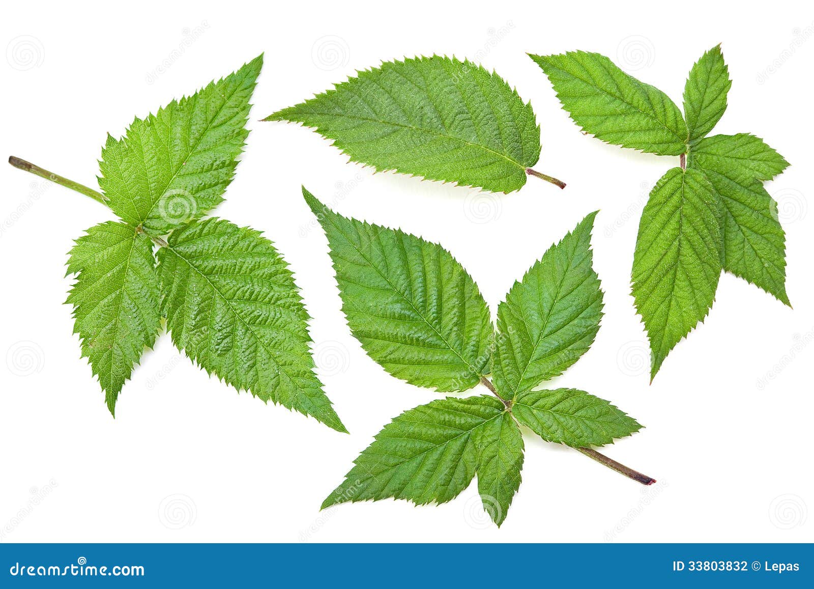 Blackberry leaf set stock photo. Image of blackberry 33803832
