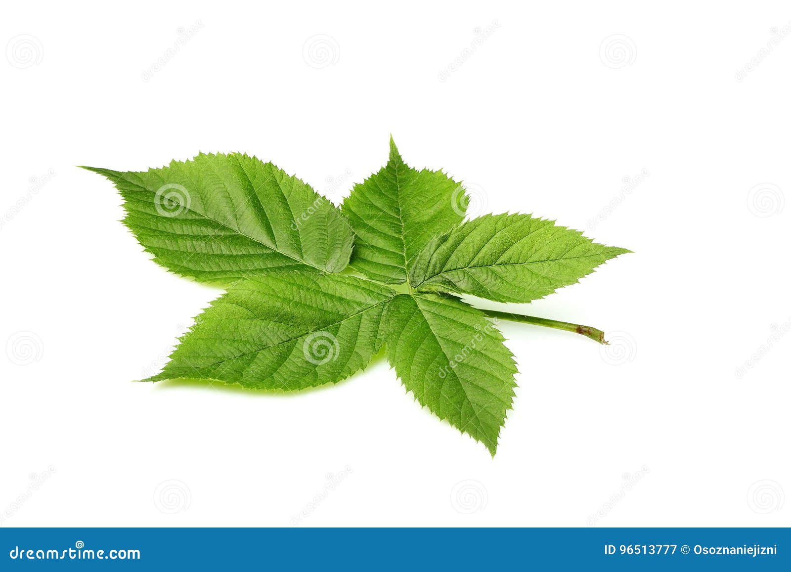 BlackBerry leaves closeup. stock image. Image of plant 96513777