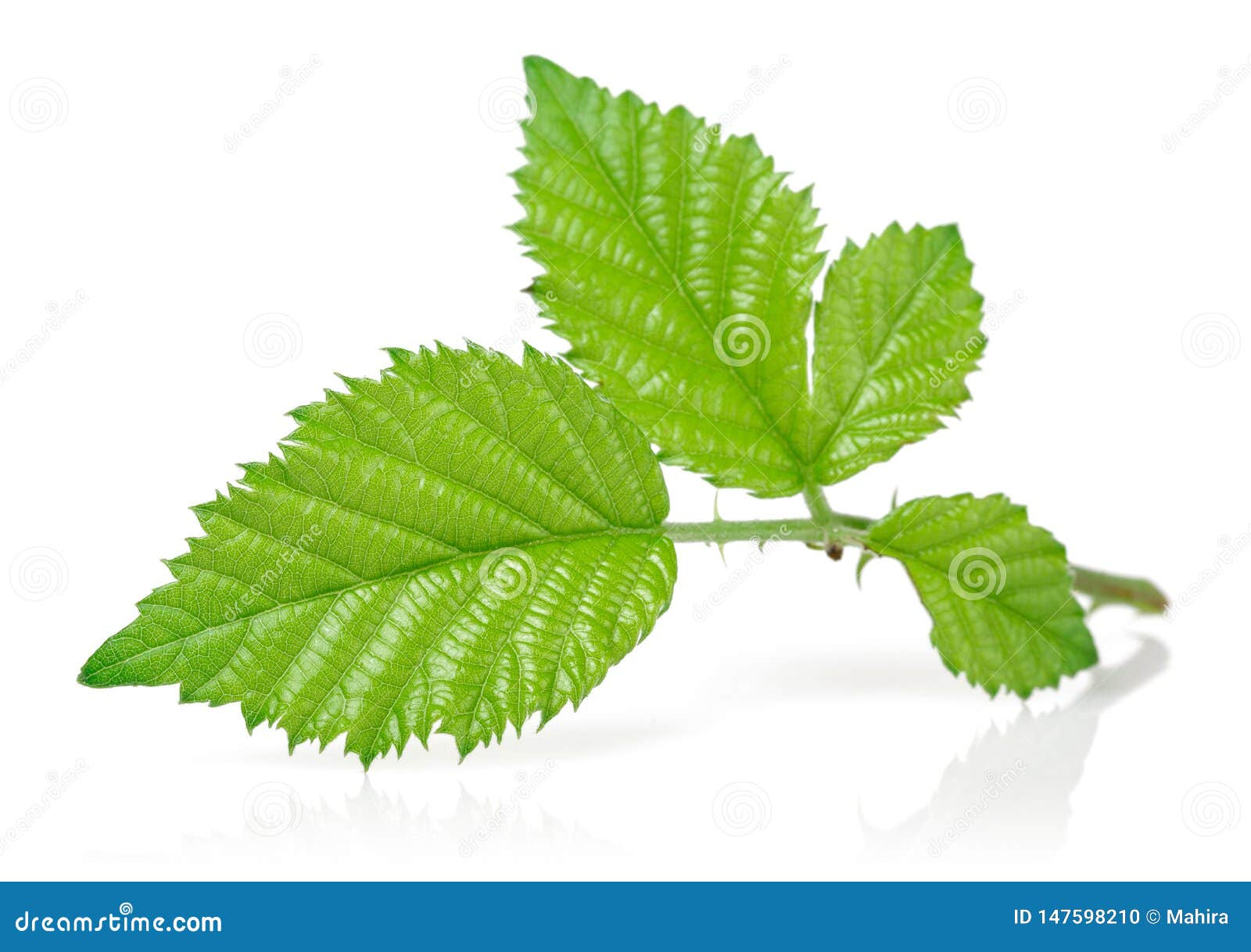 Blackberry Leaves Isolated on White Stock Photo Image of blackberries