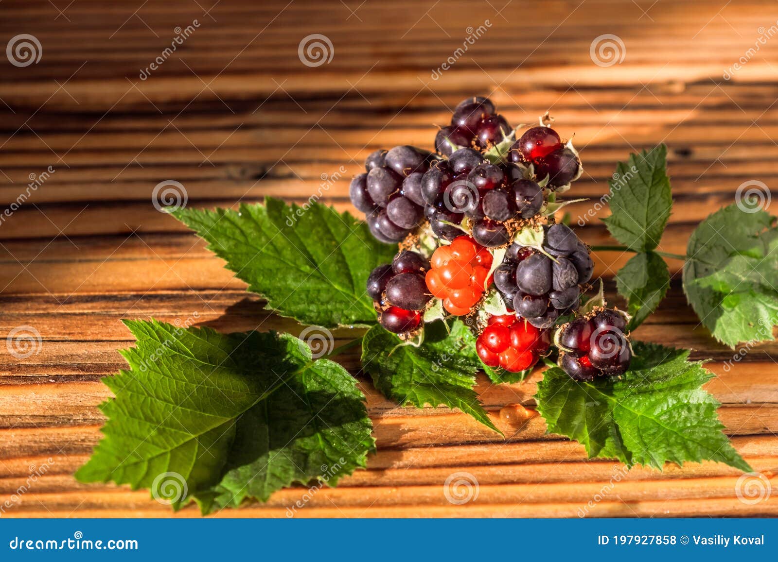 Blackberry with Leaves stock photo. Image of natural 197927858