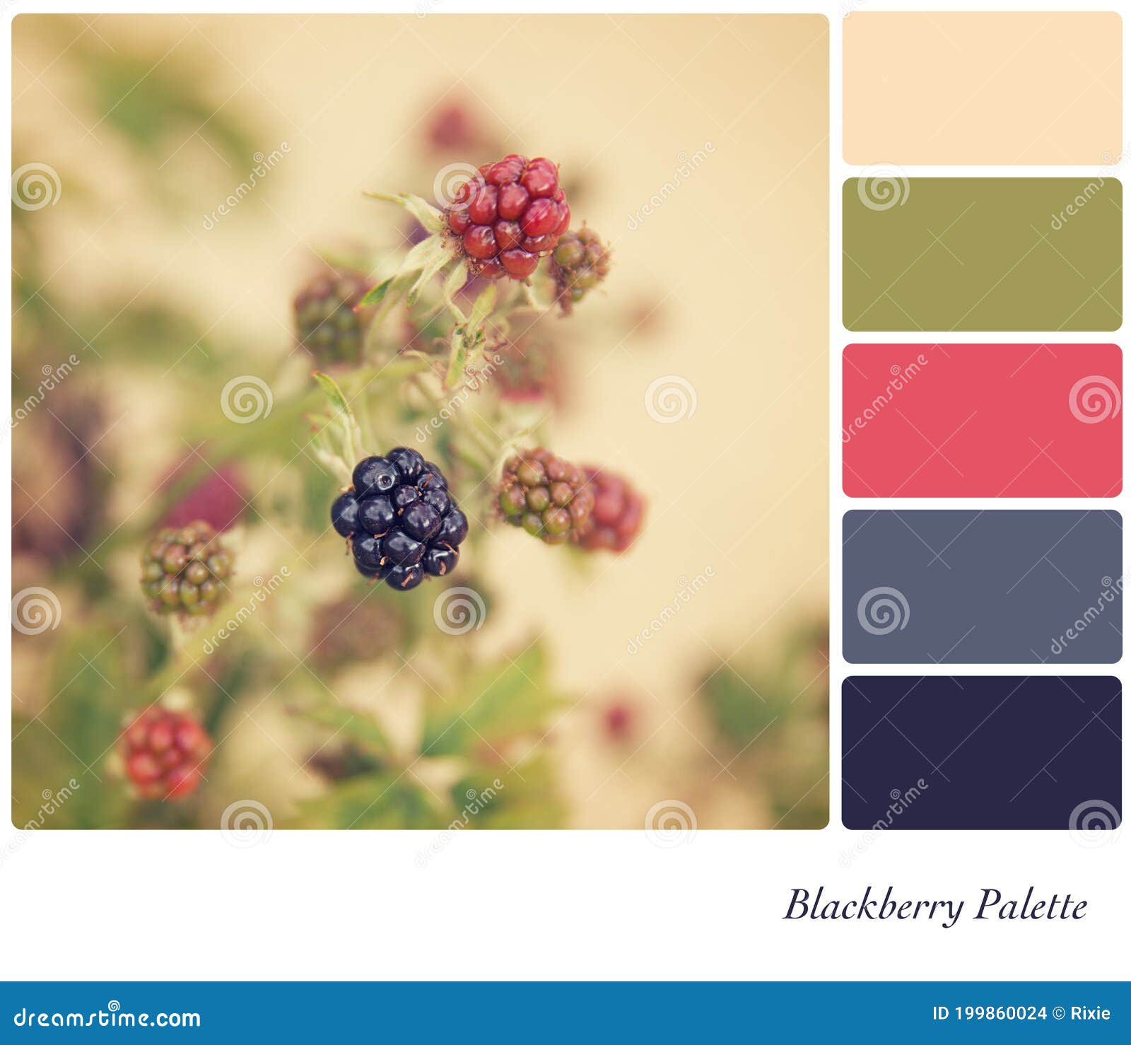 Blackberry Palette stock photo. Image of graphics, juicy 199860024