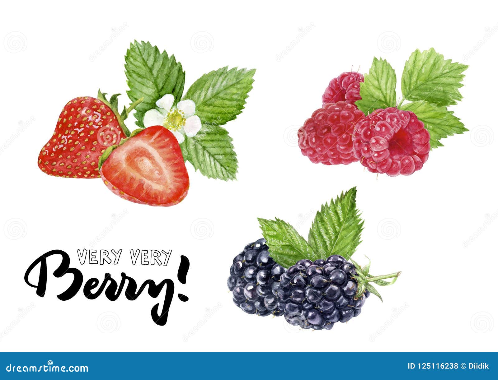 blackberry, raspberry, strawberry watercolor  hand draw 